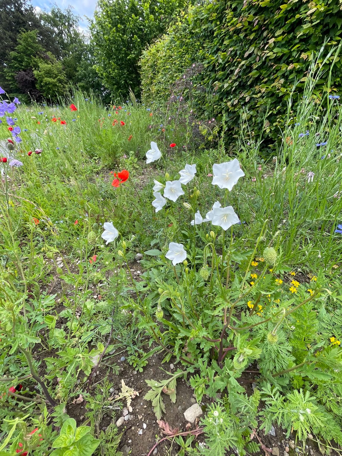 Wildbienen Gasthöfe
